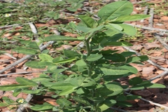 Alysicarpus heyneanus